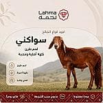 سواكني صغير (15-18 كيلو) — 1