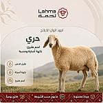 خروف الحري (23-25 كيلو) — 1
