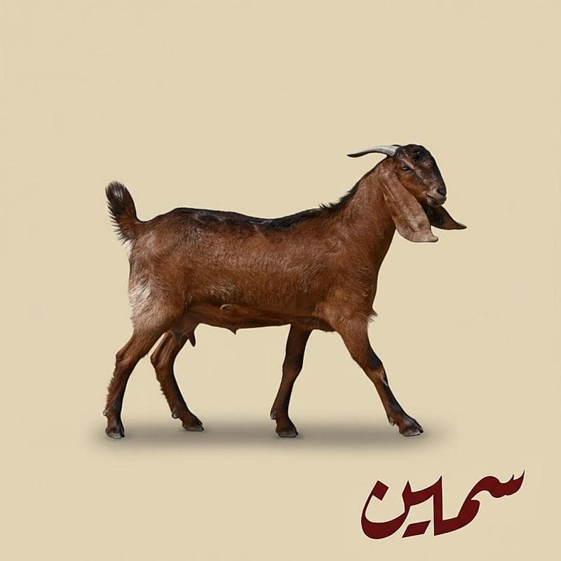 تيس أثيوبي