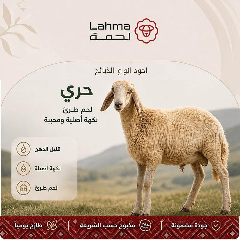 خروف الحري (23-25 كيلو)